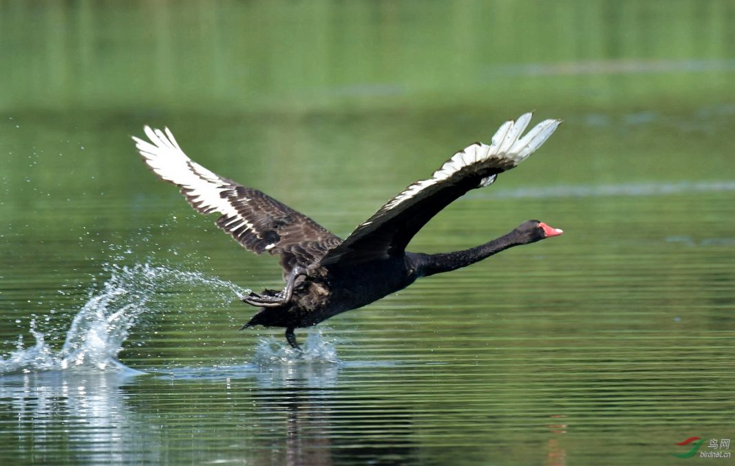 blackswan