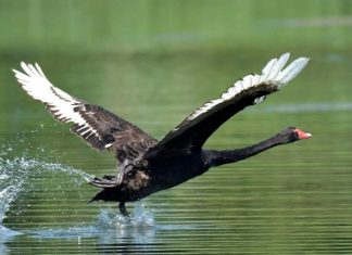 2020 – a year of blackswans?