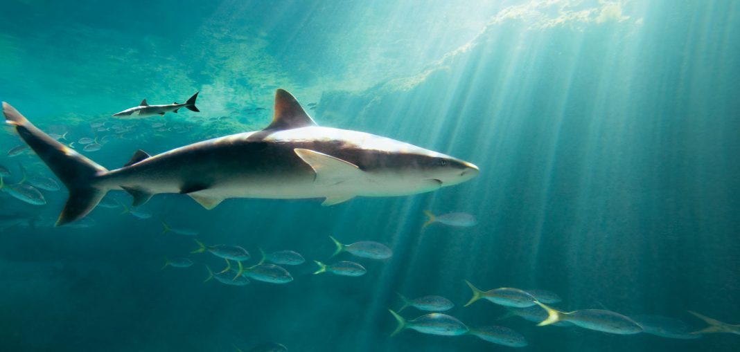 shark